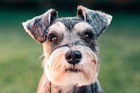 a grey and white schnauzer dog is standing in the grass